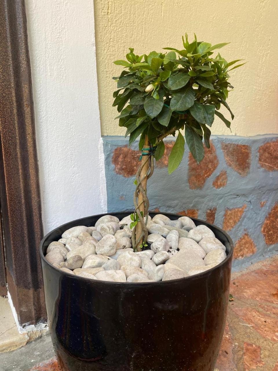 Olive Tree Apartment ساراندا المظهر الخارجي الصورة