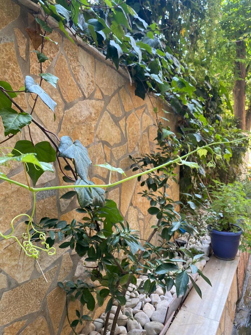 Olive Tree Apartment ساراندا المظهر الخارجي الصورة